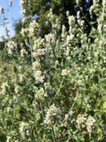NEPETA DES CHATS<br><i><b>Nepeta cataria</i></b>