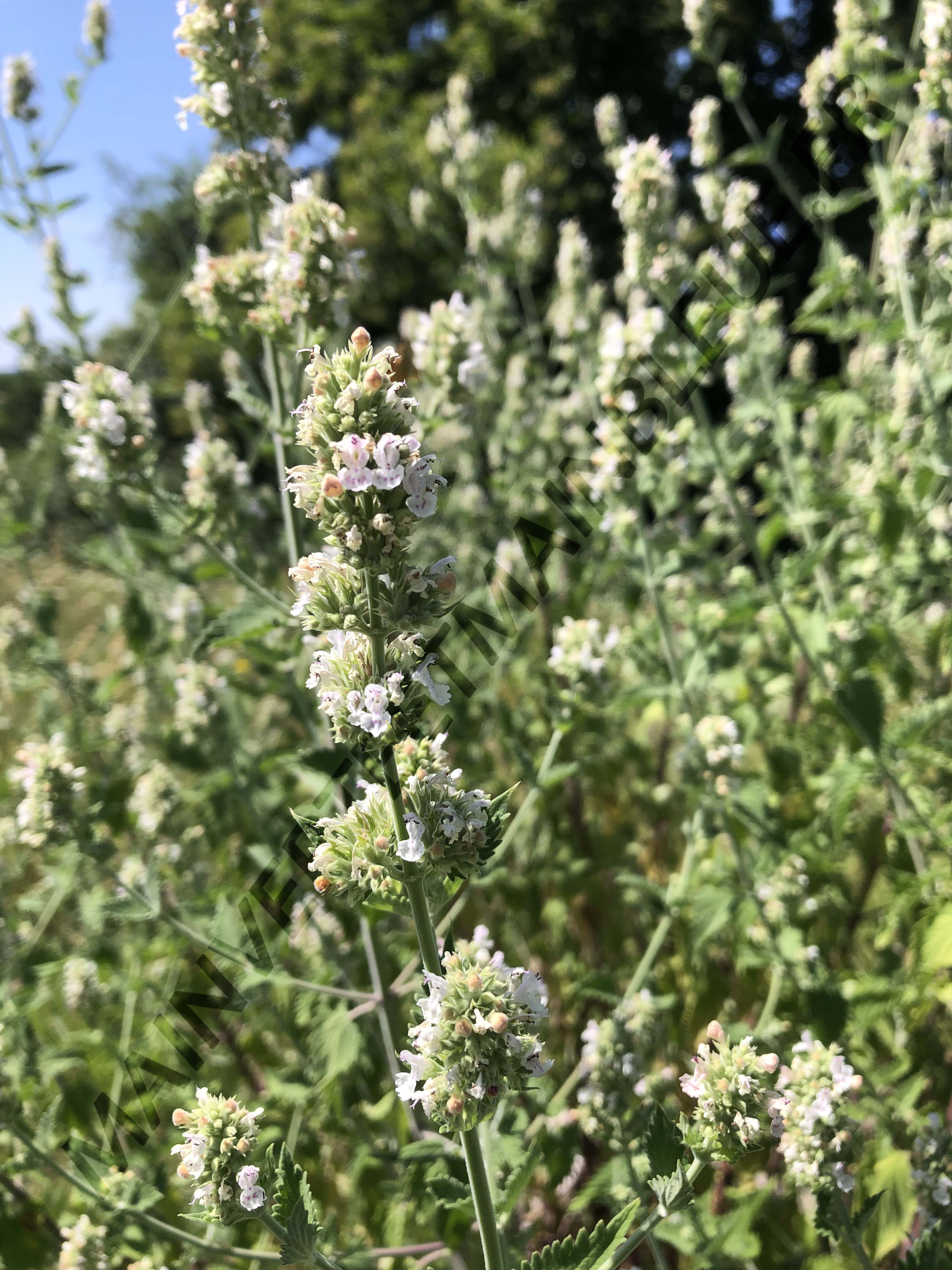 NEPETA DES CHATS<br><i><b>Nepeta cataria</i></b>