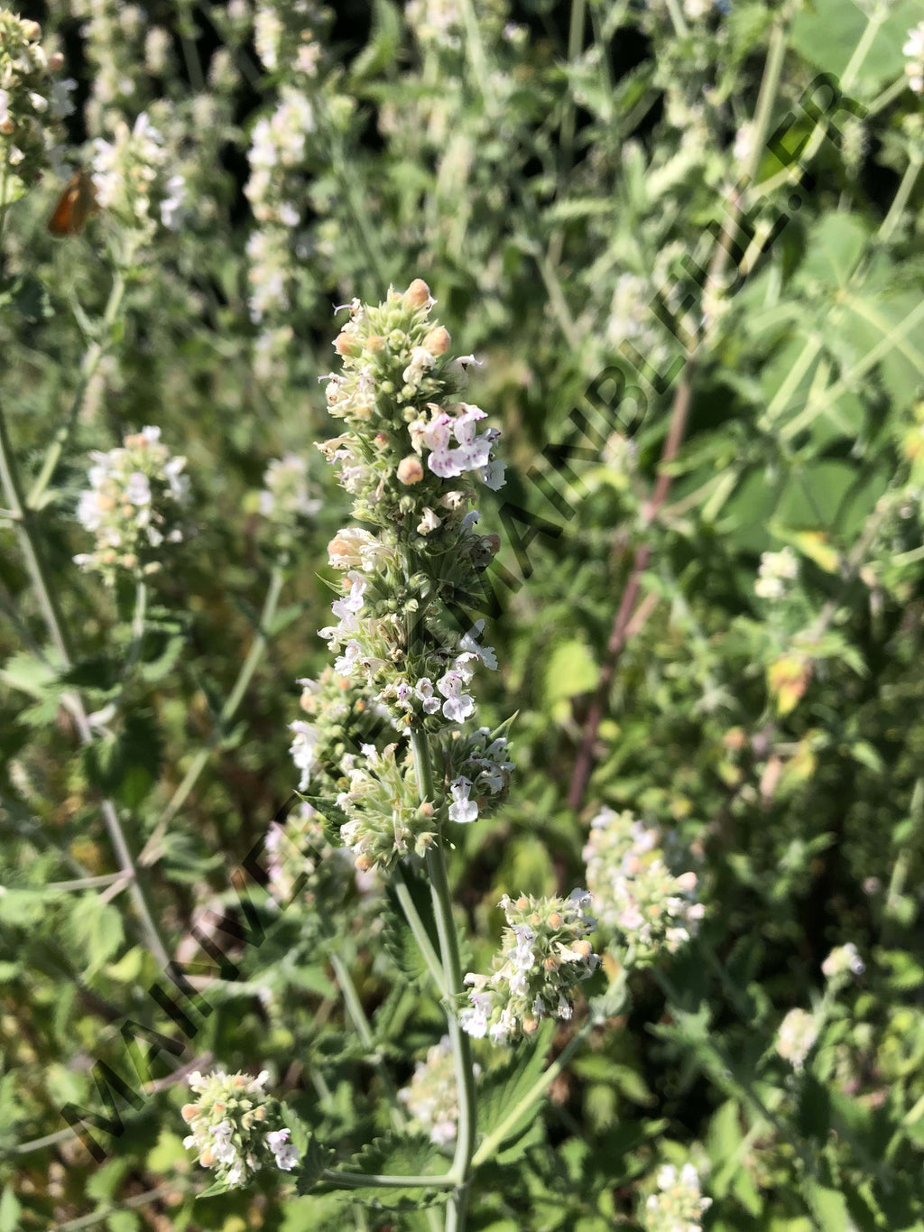 NEPETA DES CHATS<br><i><b>Nepeta cataria</i></b>