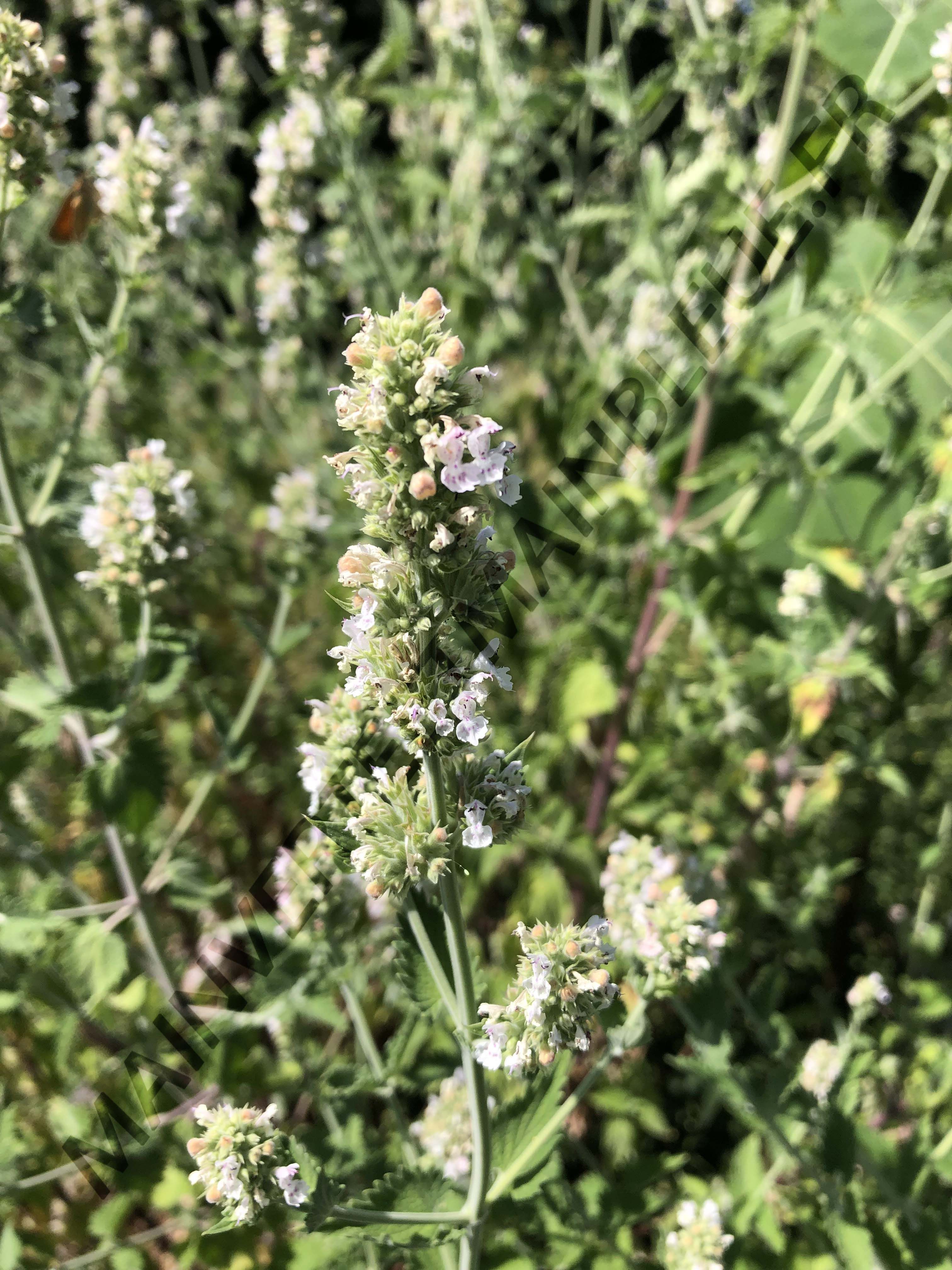 NEPETA DES CHATS<br><i><b>Nepeta cataria</i></b>