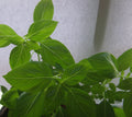 BASILIC CITRON<br><i><b>Ocimum americanum 'Typ Lime' (basilicum var. citriodorum)</i></b>