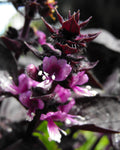 BASILIC POURPRE<br><i><b>OCIMUM basilicum 'Dark Opal'</i></b>