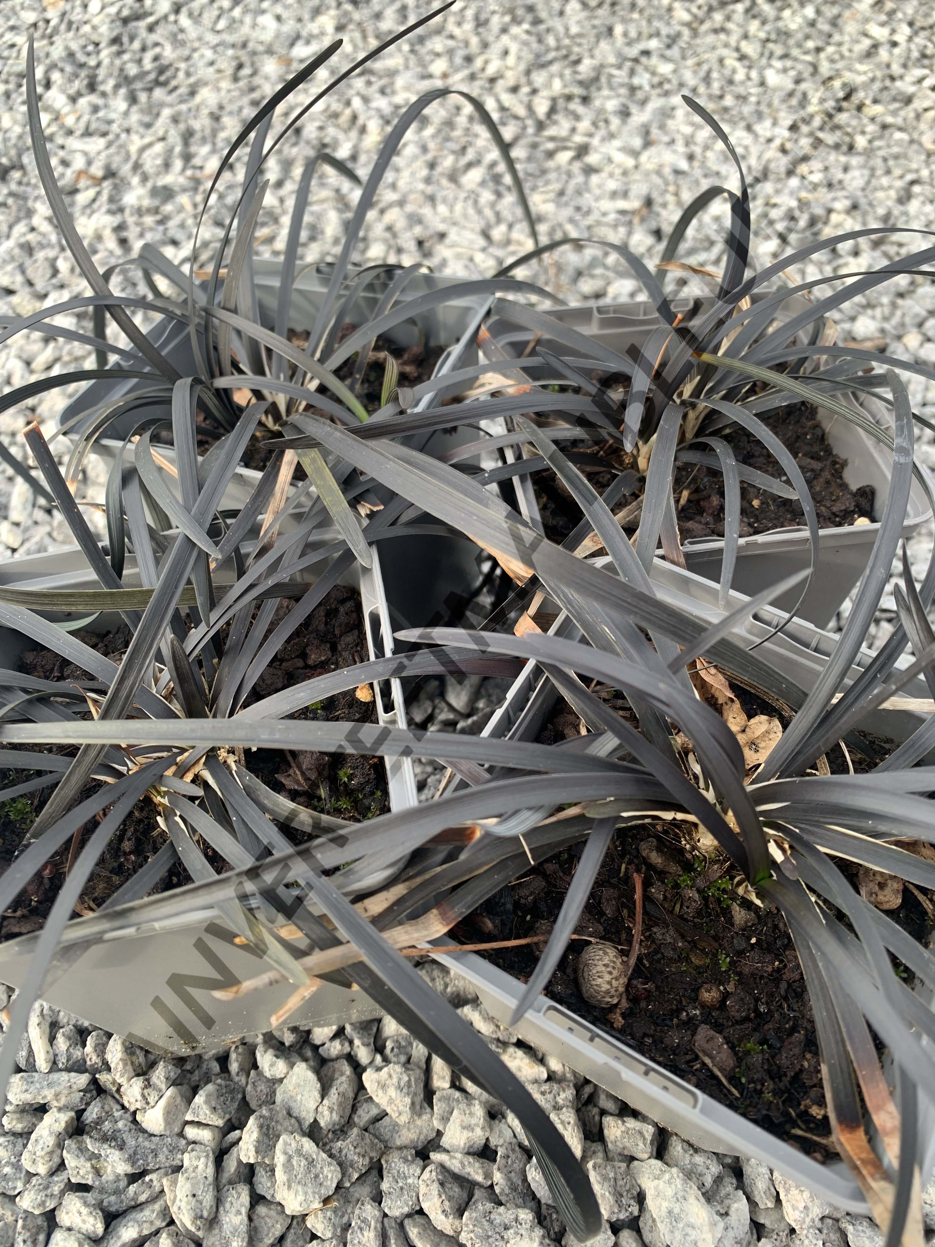 BARBE DE SERPENT NOIRE<br><i><b>Ophiopogon planiscapus 'Nigrescens'</i></b>