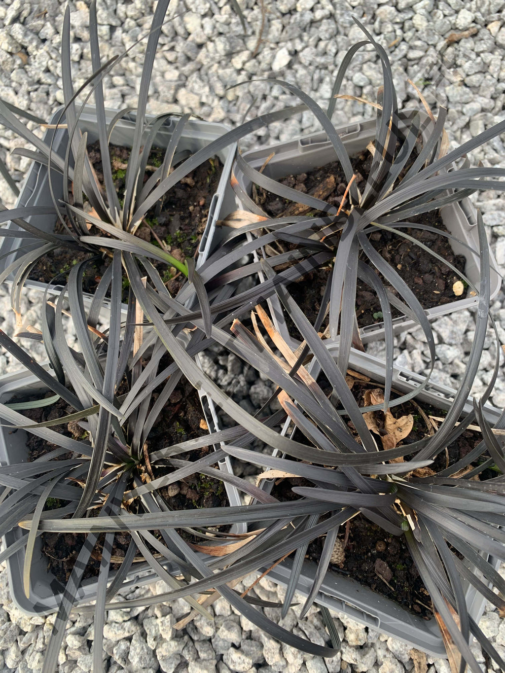 BARBE DE SERPENT NOIRE<br><i><b>Ophiopogon planiscapus 'Nigrescens'</i></b>