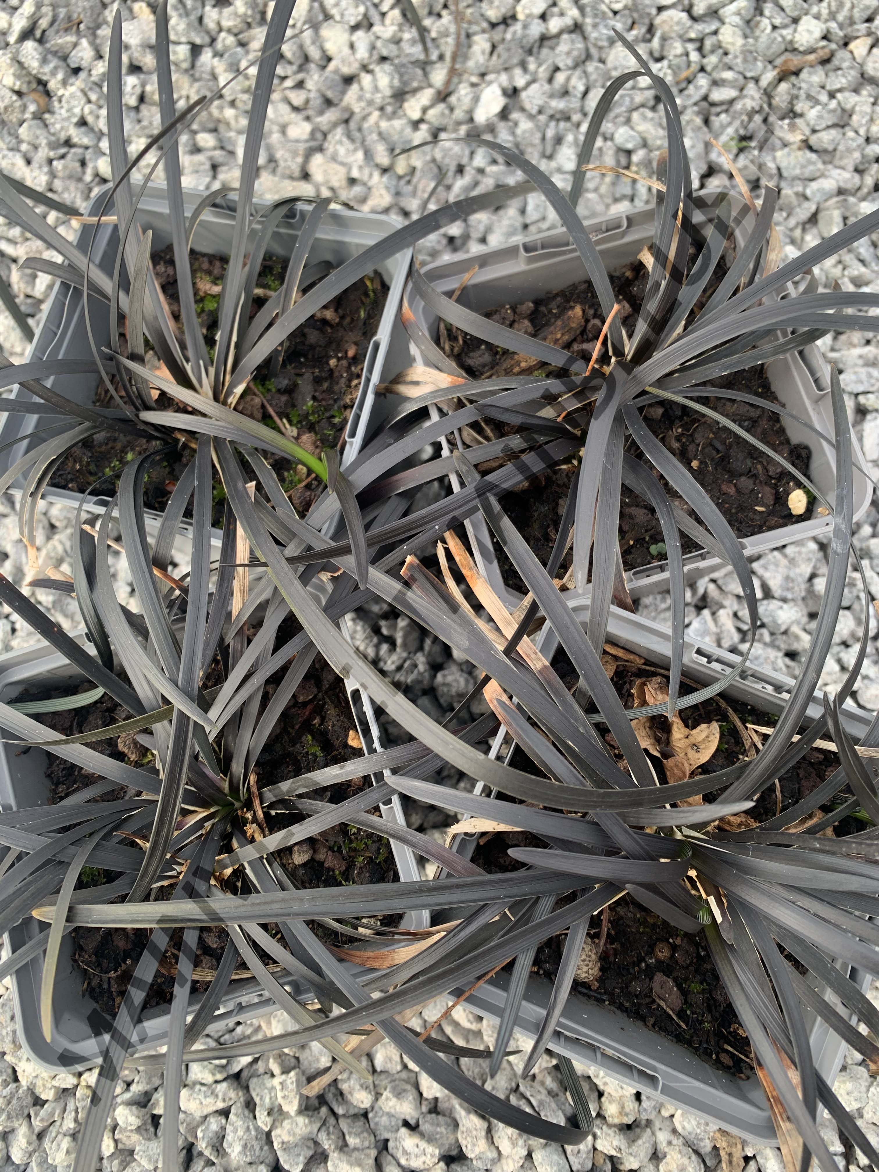 BARBE DE SERPENT NOIRE<br><i><b>Ophiopogon planiscapus 'Nigrescens'</i></b>