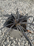 BARBE DE SERPENT NOIRE<br><i><b>Ophiopogon planiscapus 'Nigrescens'</i></b>
