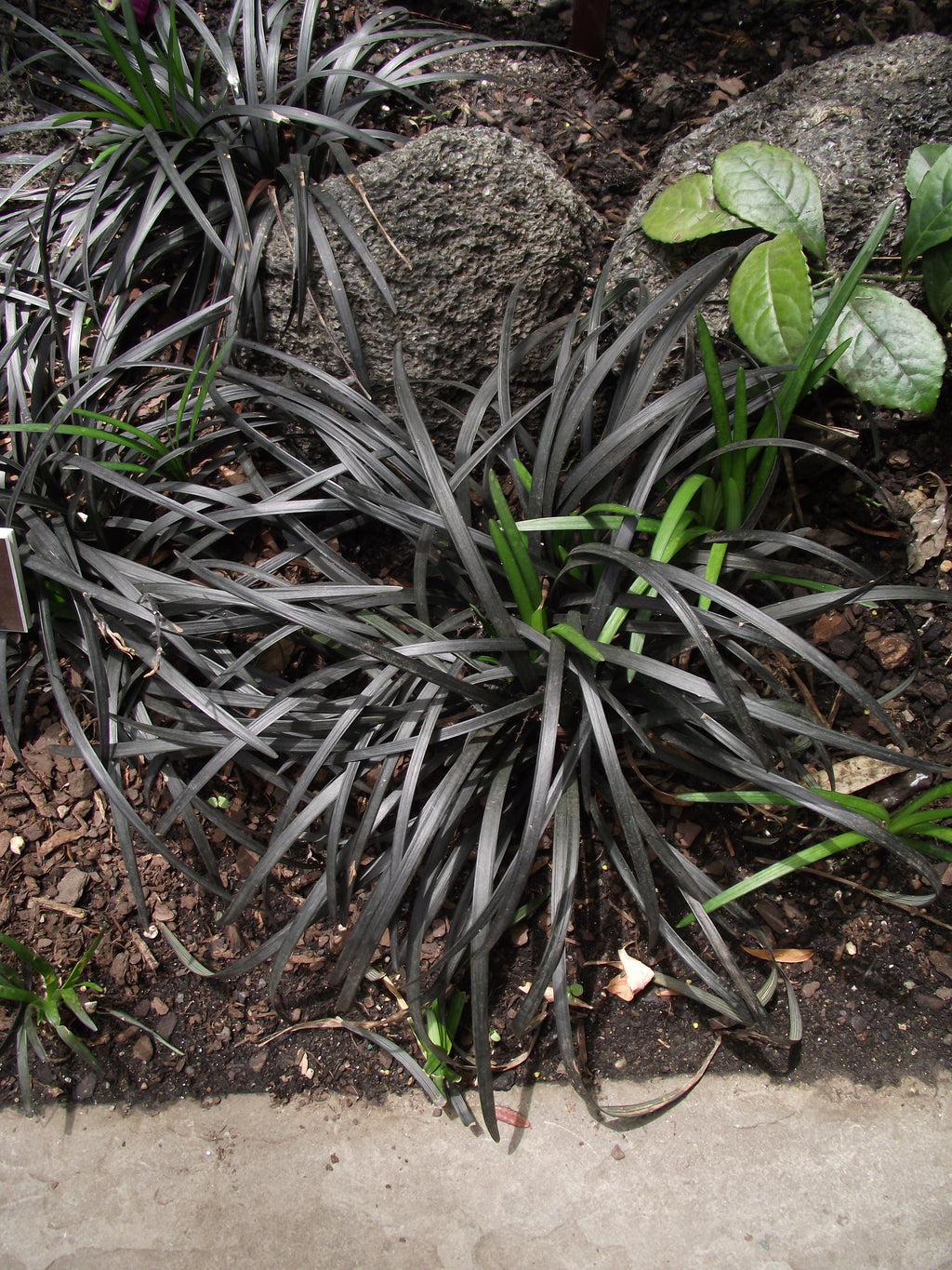 BARBE DE SERPENT NOIRE<br><i><b>Ophiopogon planiscapus 'Nigrescens'</i></b>