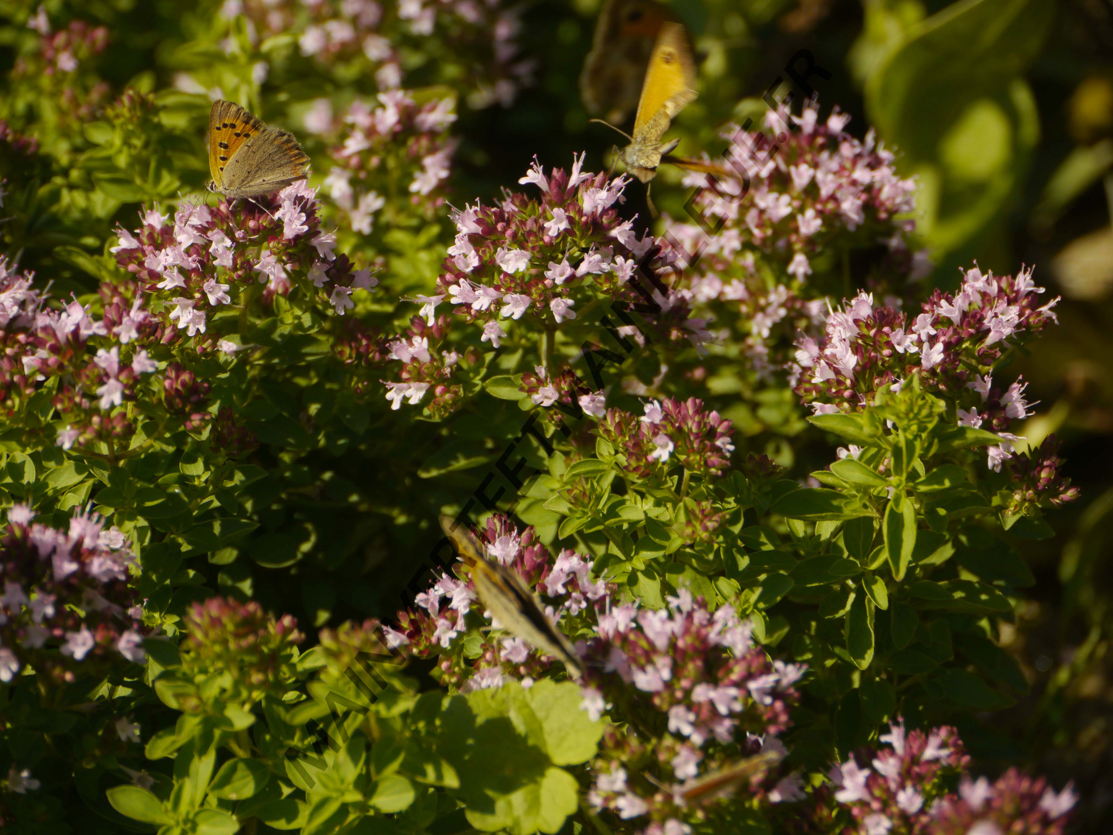 ORIGAN COMMUN<br><i><b>Origanum vulgare</i></b>