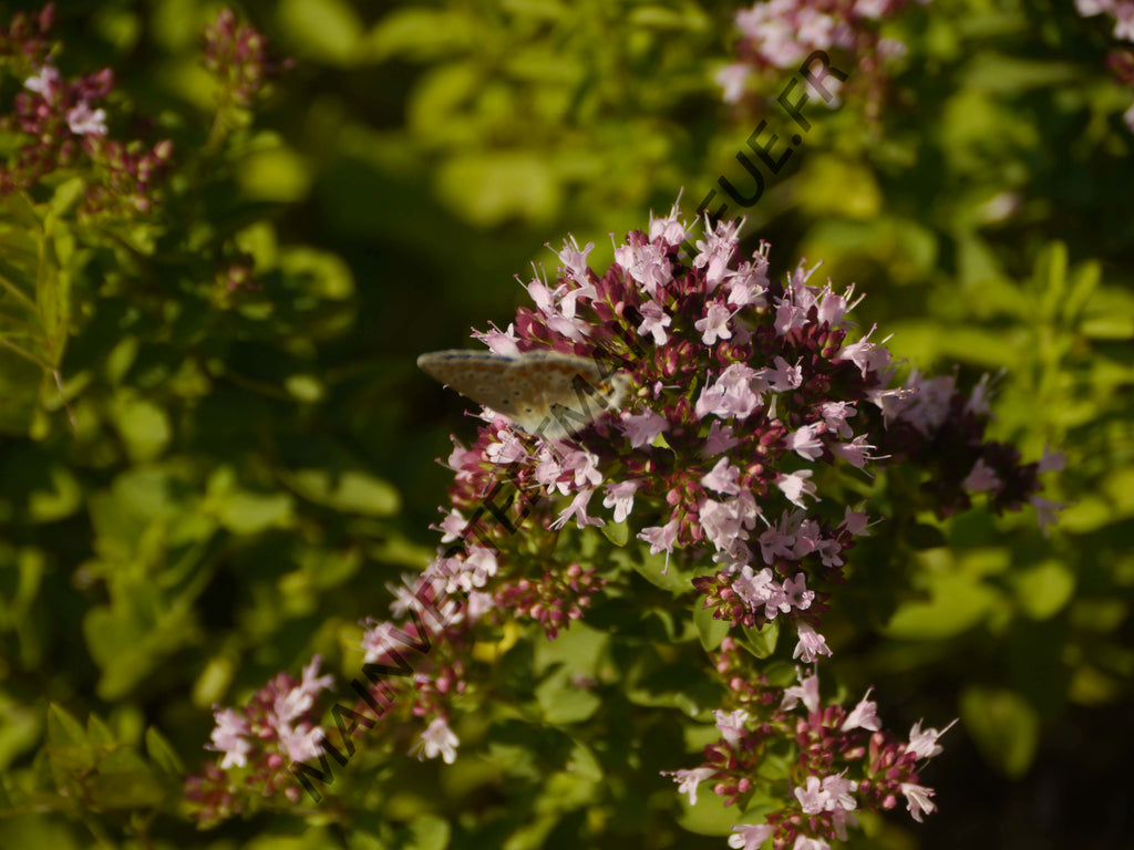 ORIGAN COMMUN<br><i><b>Origanum vulgare</i></b>
