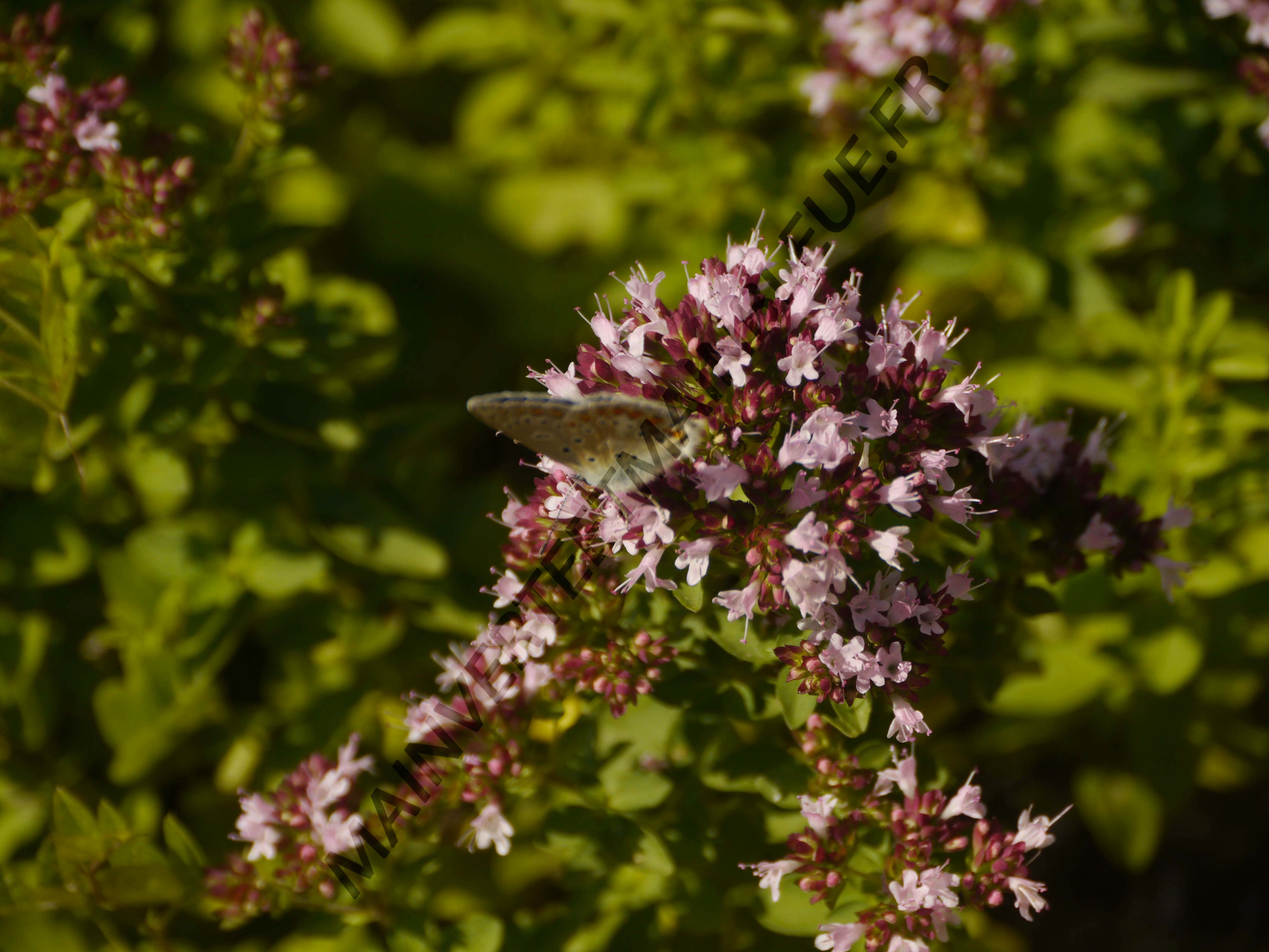 ORIGAN COMMUN<br><i><b>Origanum vulgare</i></b>
