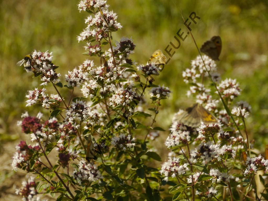 ORIGAN VERT<br><i><b>Origanum vulgare subsp.virens</i></b>