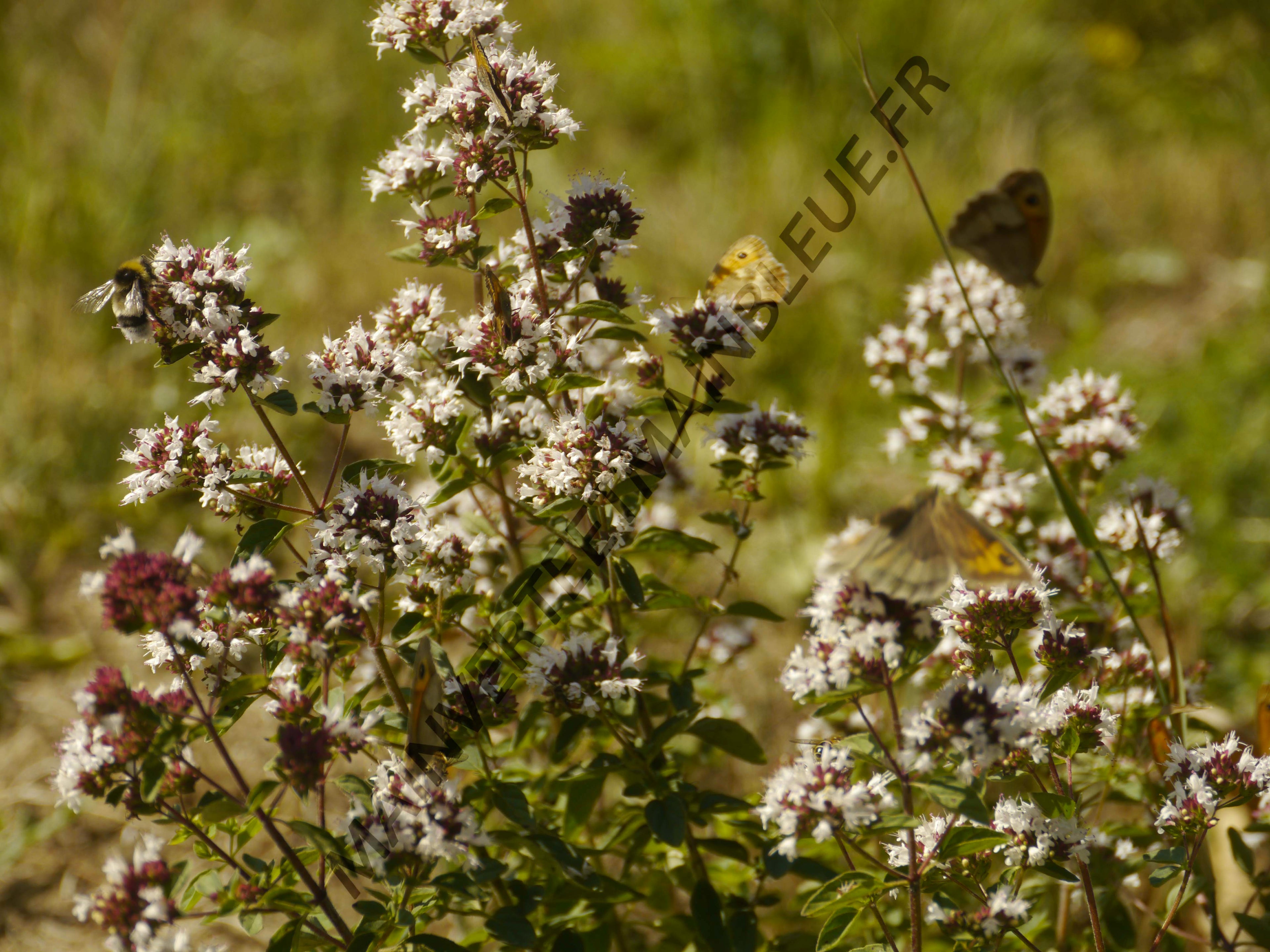 ORIGAN VERT<br><i><b>Origanum vulgare subsp.virens</i></b>
