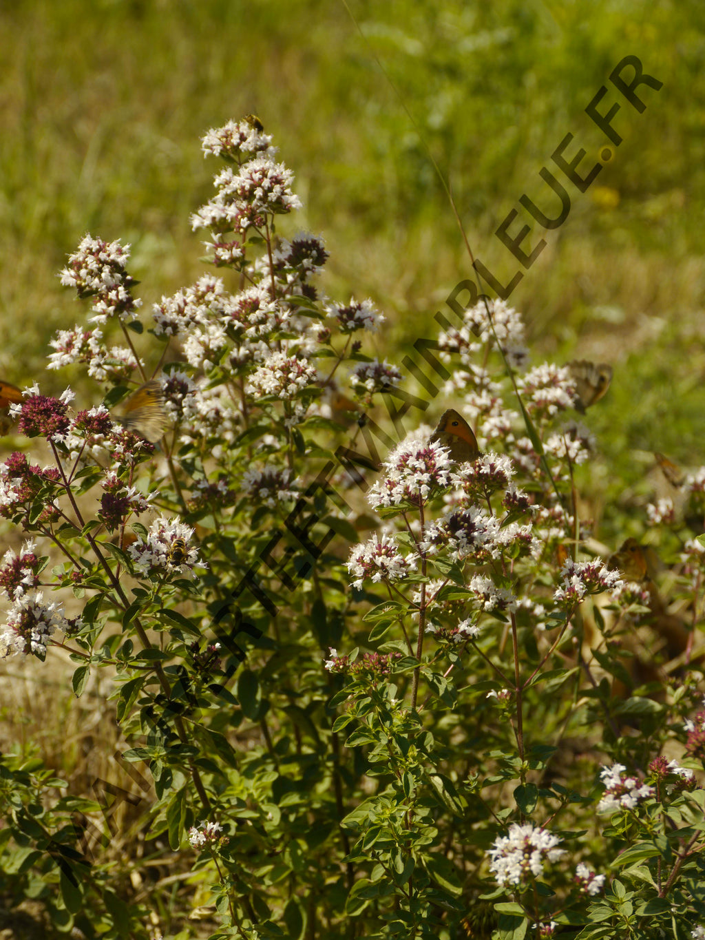 ORIGAN VERT<br><i><b>Origanum vulgare subsp.virens</i></b>
