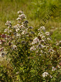 ORIGAN VERT<br><i><b>Origanum vulgare subsp.virens</i></b>