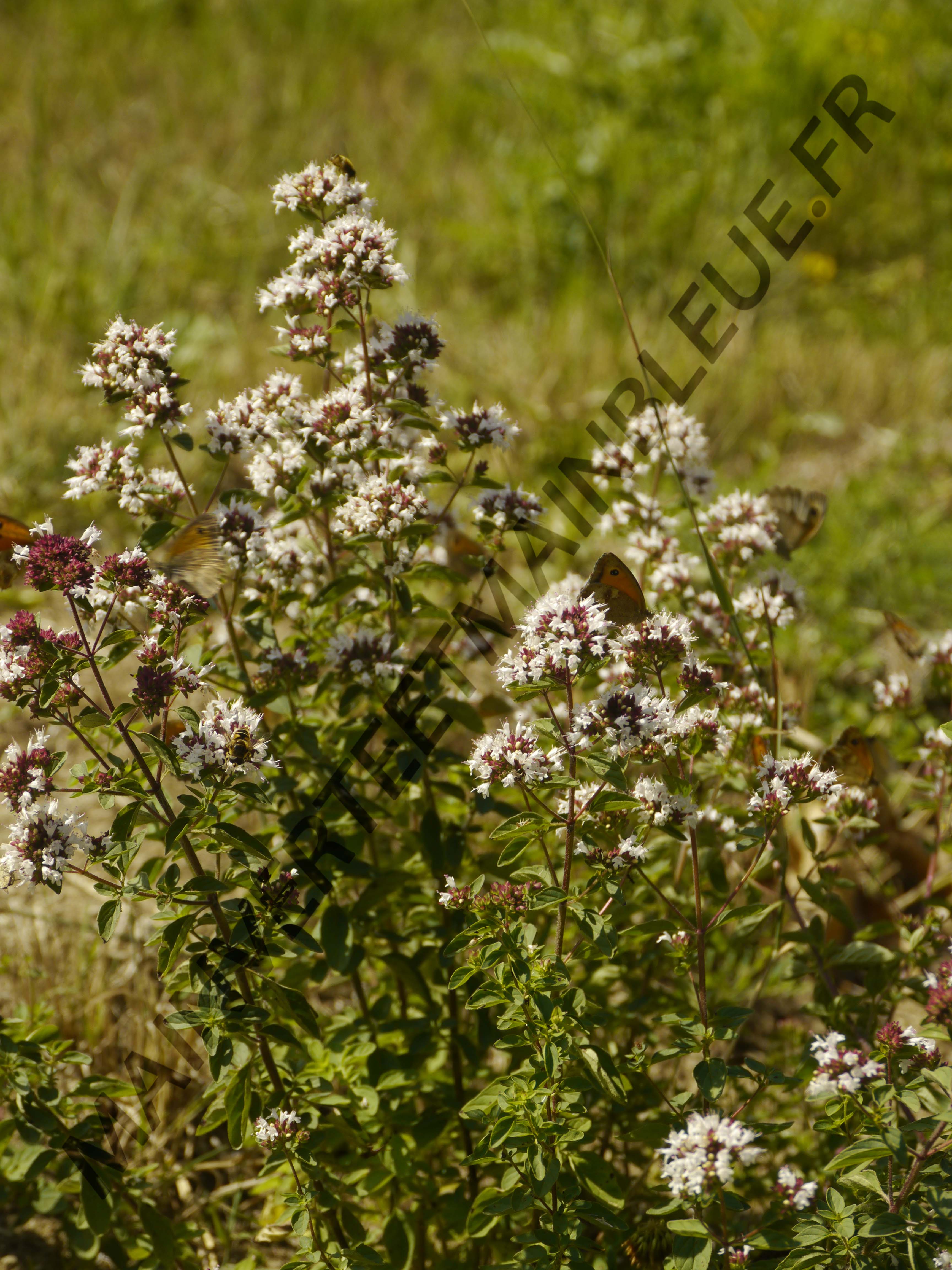 ORIGAN VERT<br><i><b>Origanum vulgare subsp.virens</i></b>