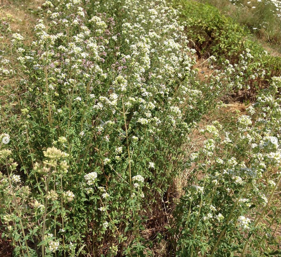 ORIGAN VERT<br><i><b>Origanum vulgare subsp.virens</i></b>