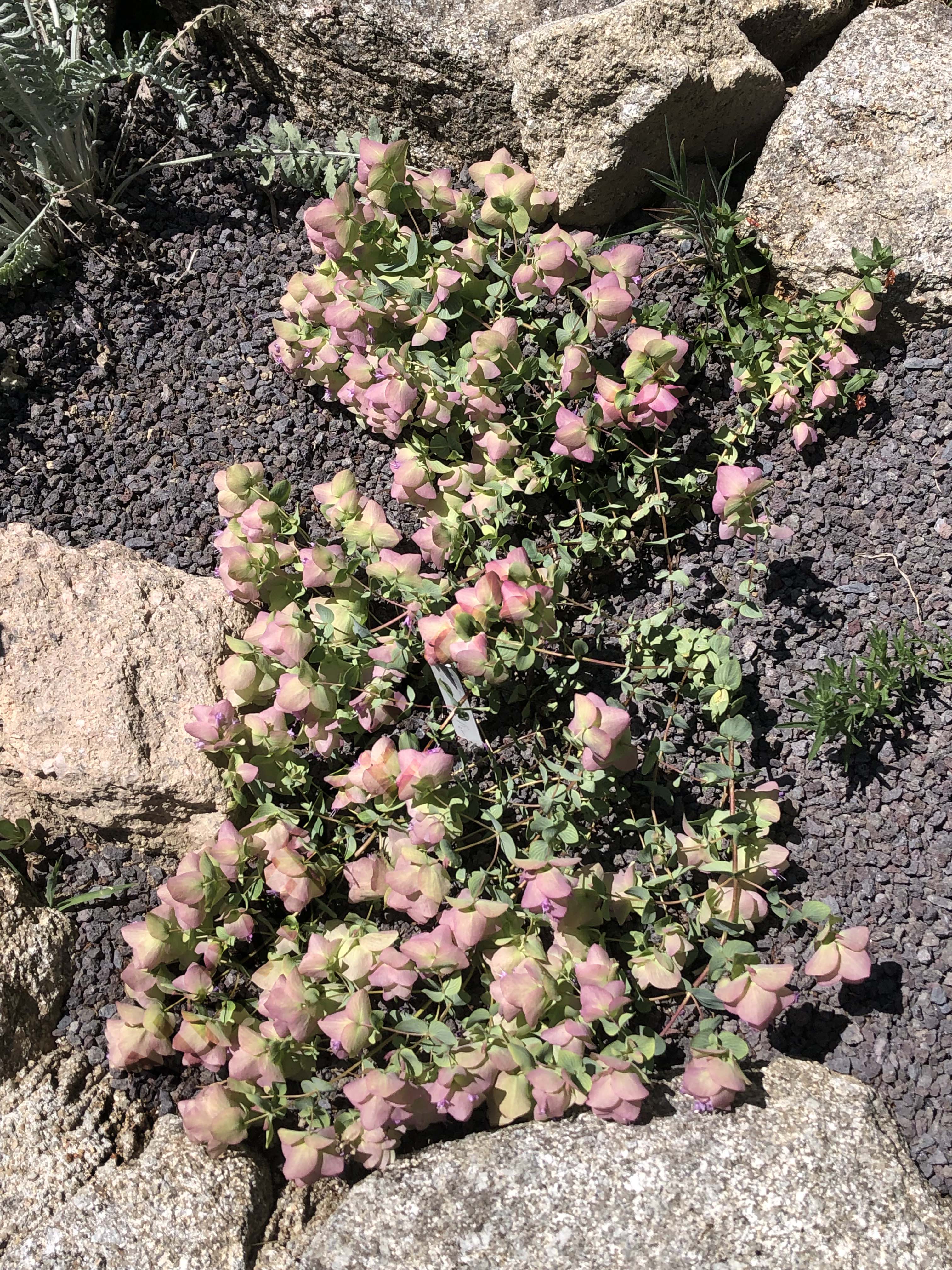 ORIGAN 'KENT BEAUTY'<br><i><b>O. scabrum x O. rotundifolium 'Kent Beauty'</i></b>