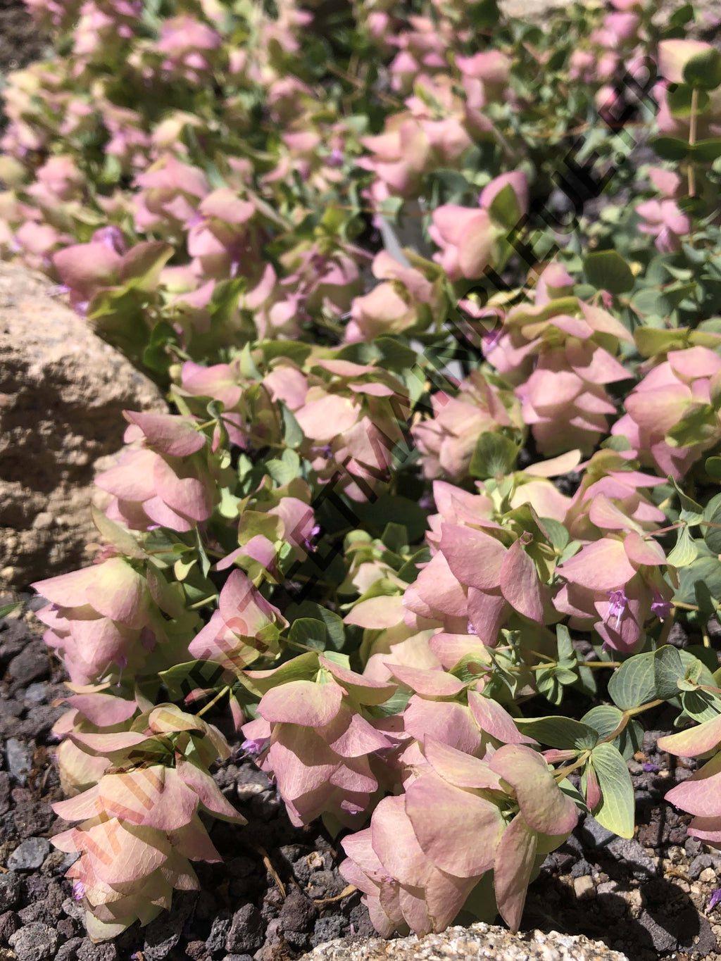 ORIGAN 'KENT BEAUTY'<br><i><b>O. scabrum x O. rotundifolium 'Kent Beauty'</i></b>