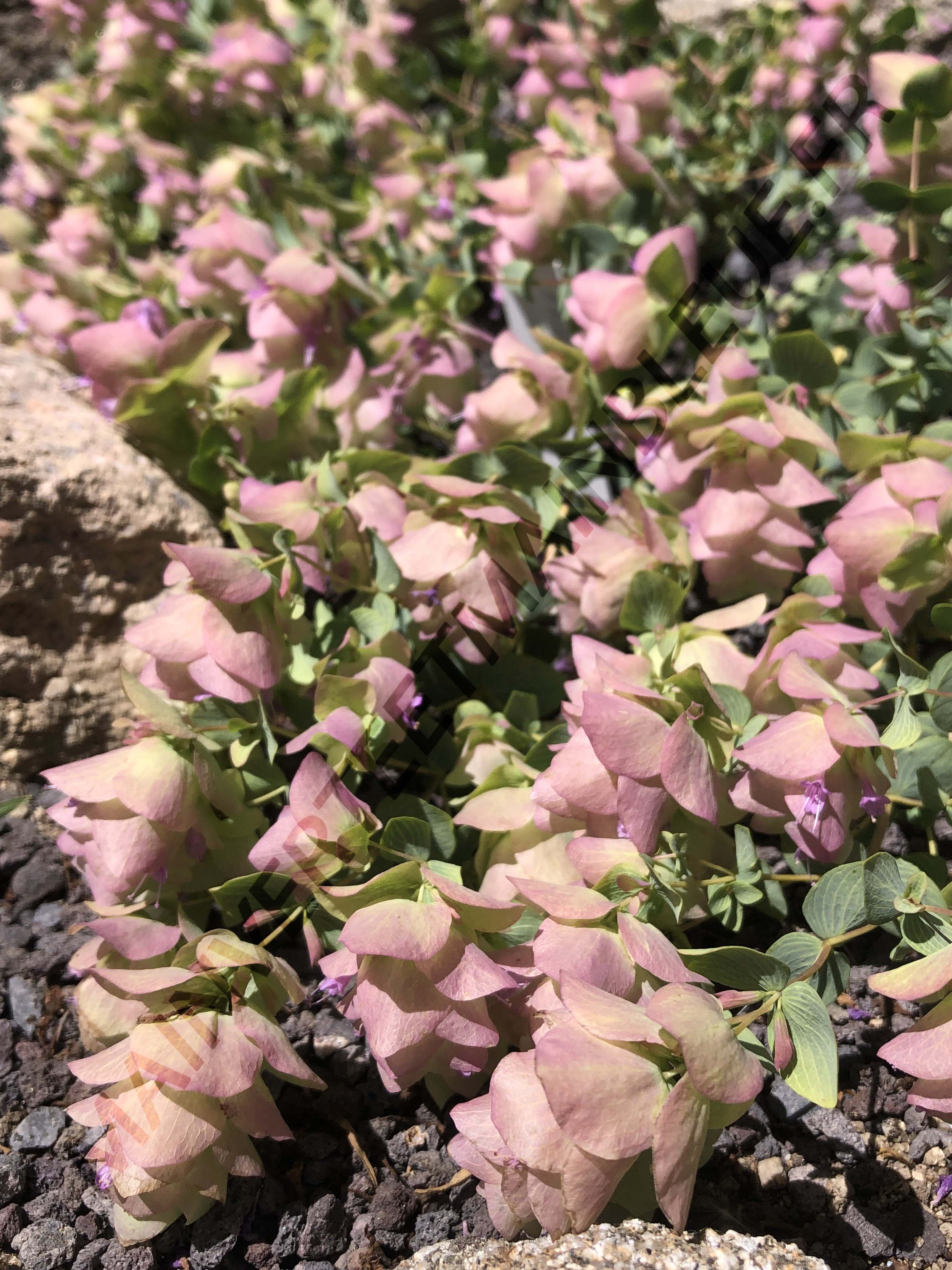 ORIGAN 'KENT BEAUTY'<br><i><b>O. scabrum x O. rotundifolium 'Kent Beauty'</i></b>