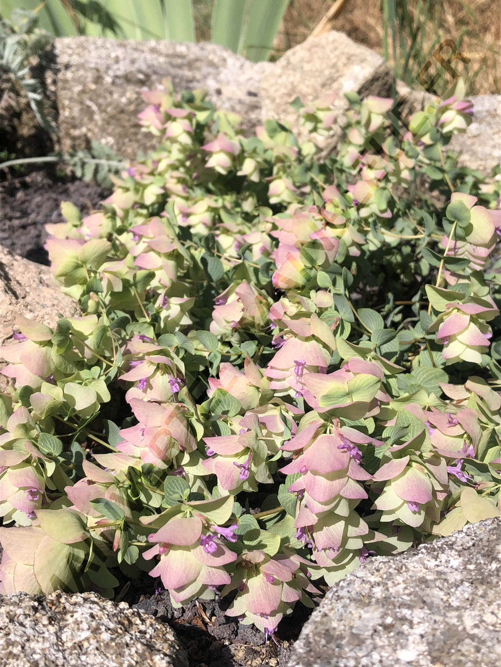 ORIGAN 'KENT BEAUTY'<br><i><b>O. scabrum x O. rotundifolium 'Kent Beauty'</i></b>
