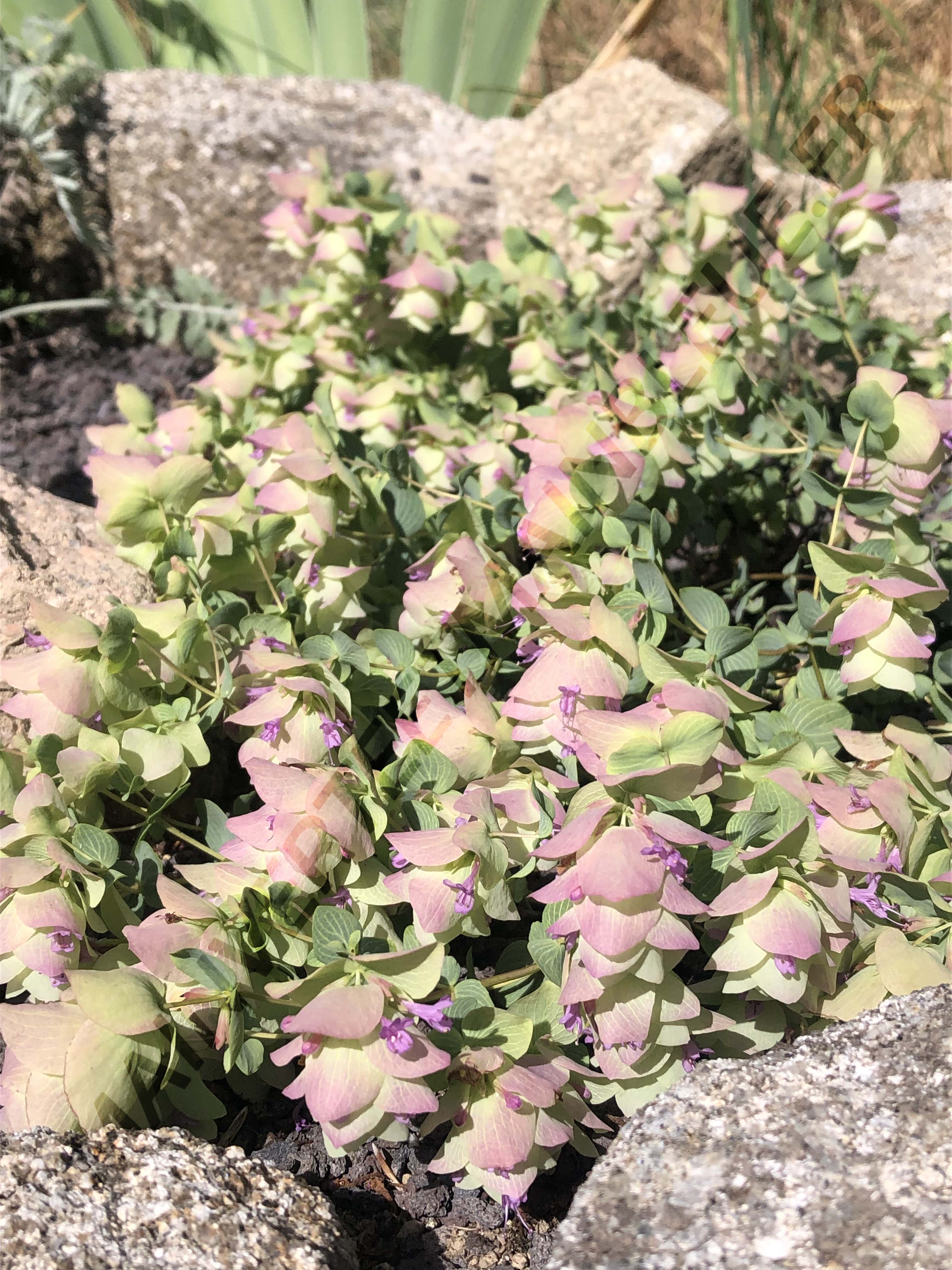 ORIGAN 'KENT BEAUTY'<br><i><b>O. scabrum x O. rotundifolium 'Kent Beauty'</i></b>
