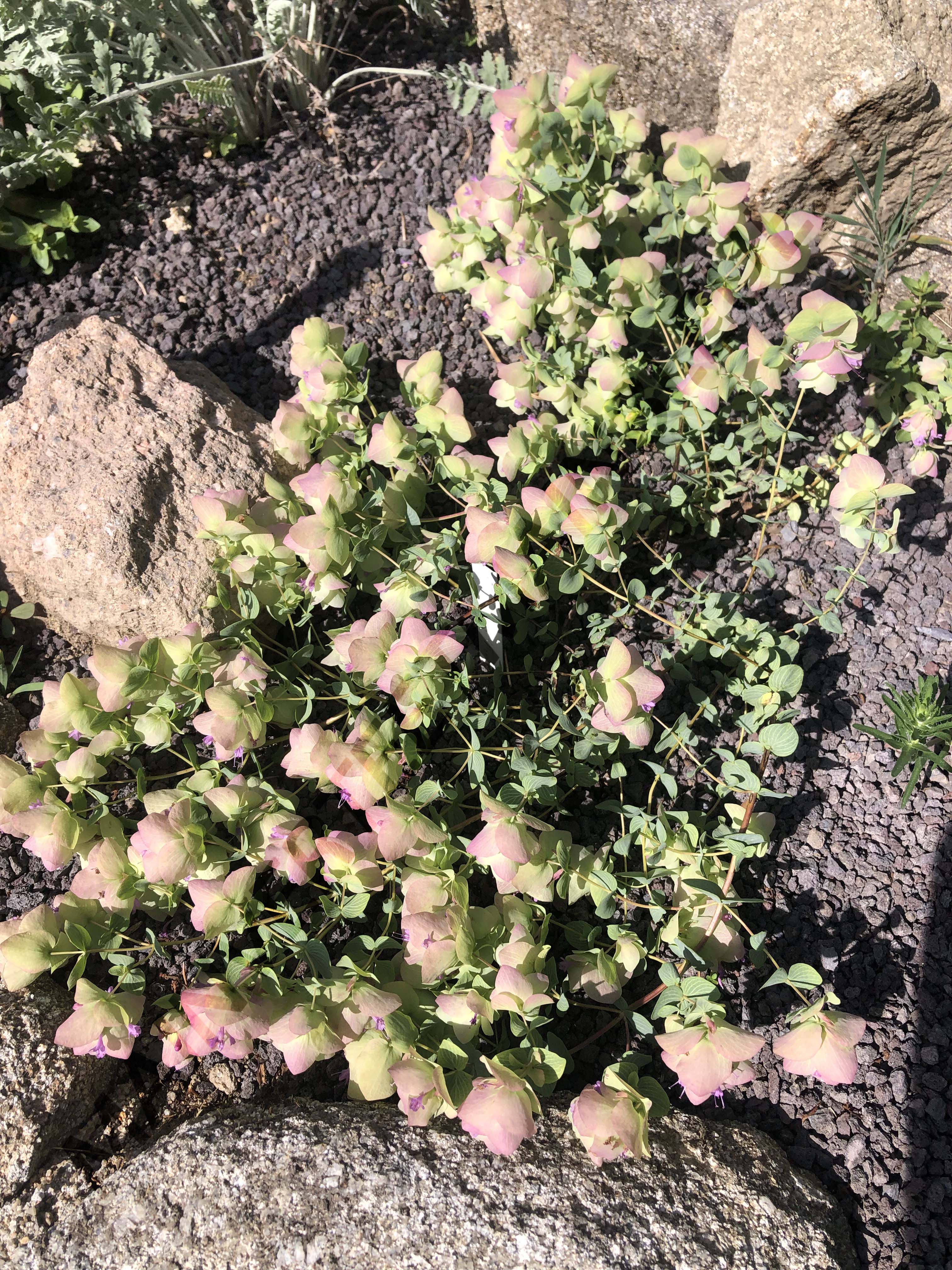ORIGAN 'KENT BEAUTY'<br><i><b>O. scabrum x O. rotundifolium 'Kent Beauty'</i></b>