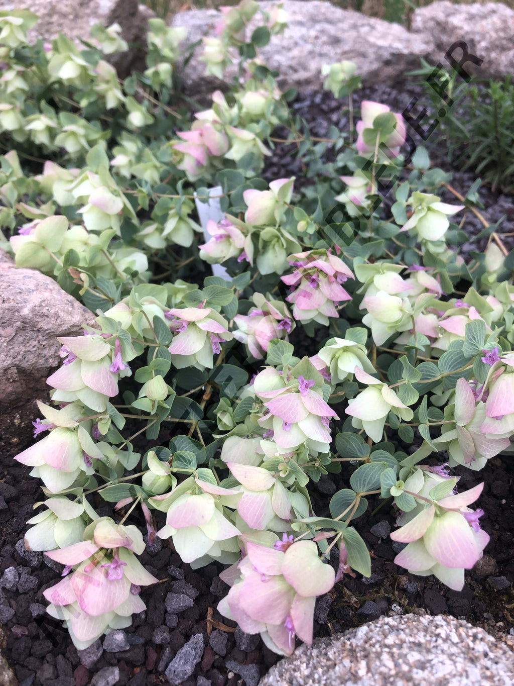 ORIGAN 'KENT BEAUTY'<br><i><b>O. scabrum x O. rotundifolium 'Kent Beauty'</i></b>
