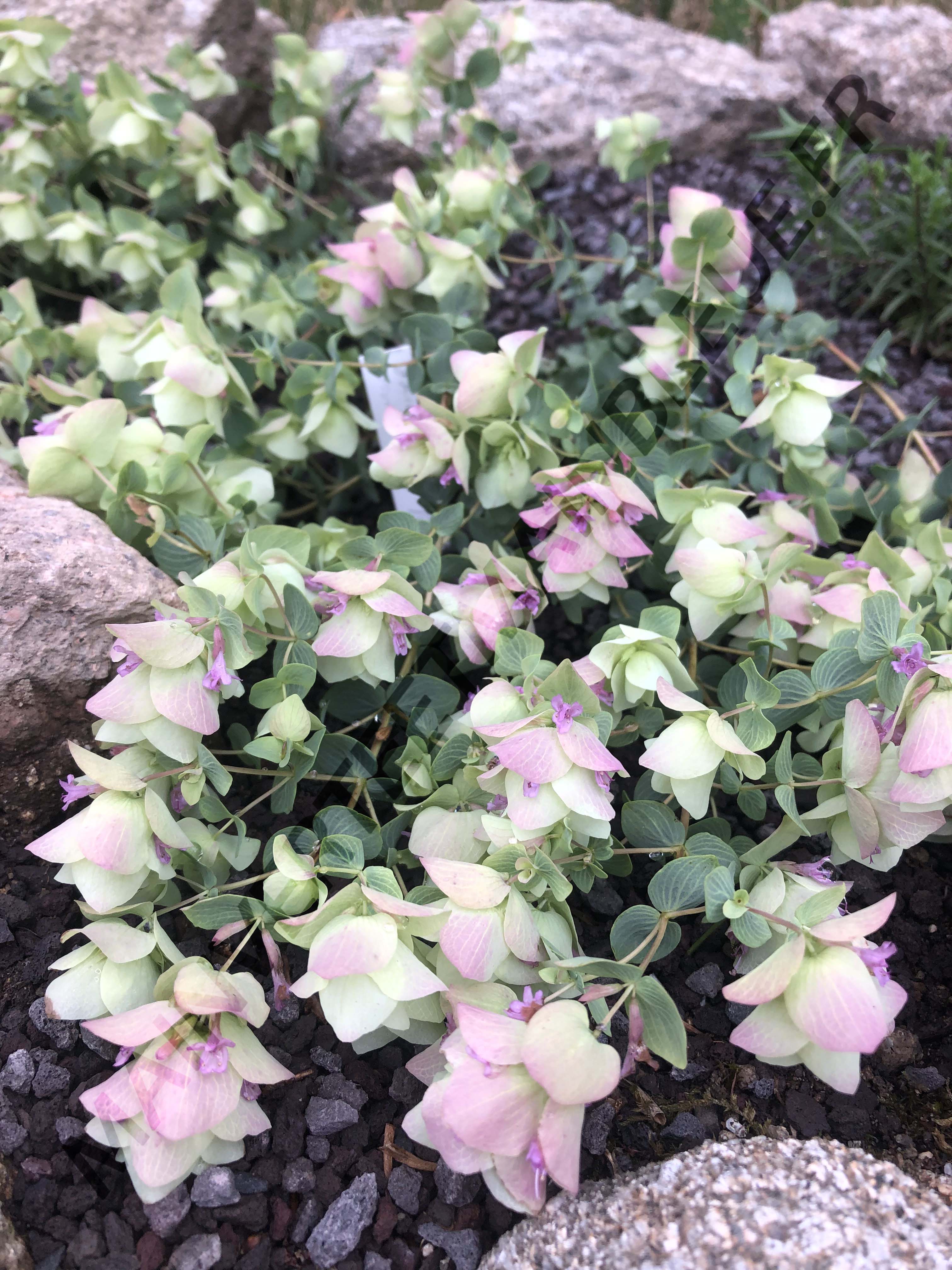 ORIGAN 'KENT BEAUTY'<br><i><b>O. scabrum x O. rotundifolium 'Kent Beauty'</i></b>