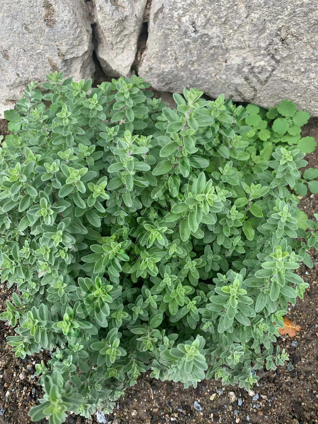 MARJOLAINE ROUVANOS<br><i><b>Origanum dubium</i></b>