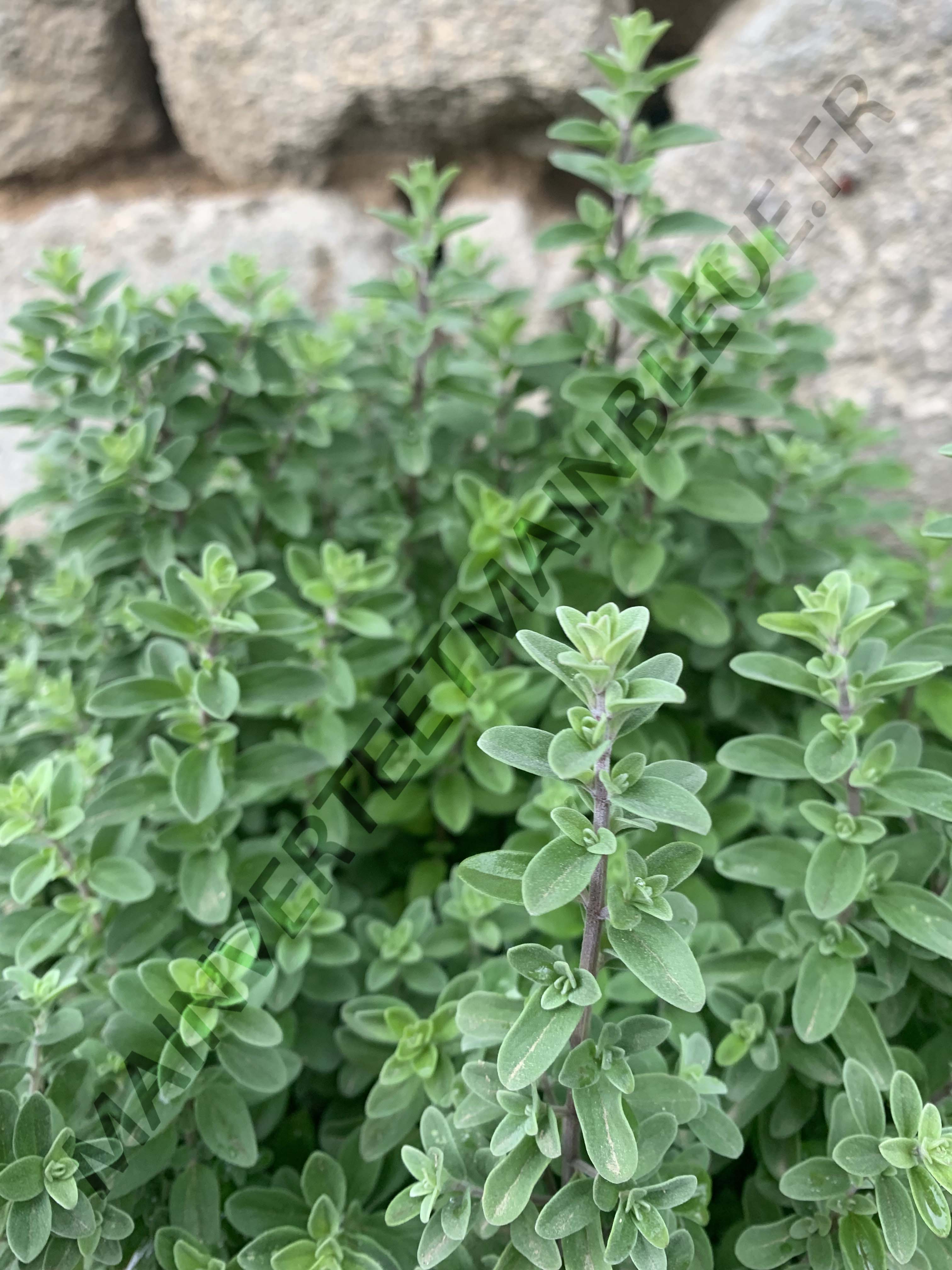 MARJOLAINE ROUVANOS<br><i><b>Origanum dubium</i></b>