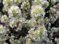 MARJOLAINE A COQUILLES<br><i><b>Origanum majorana</i></b>