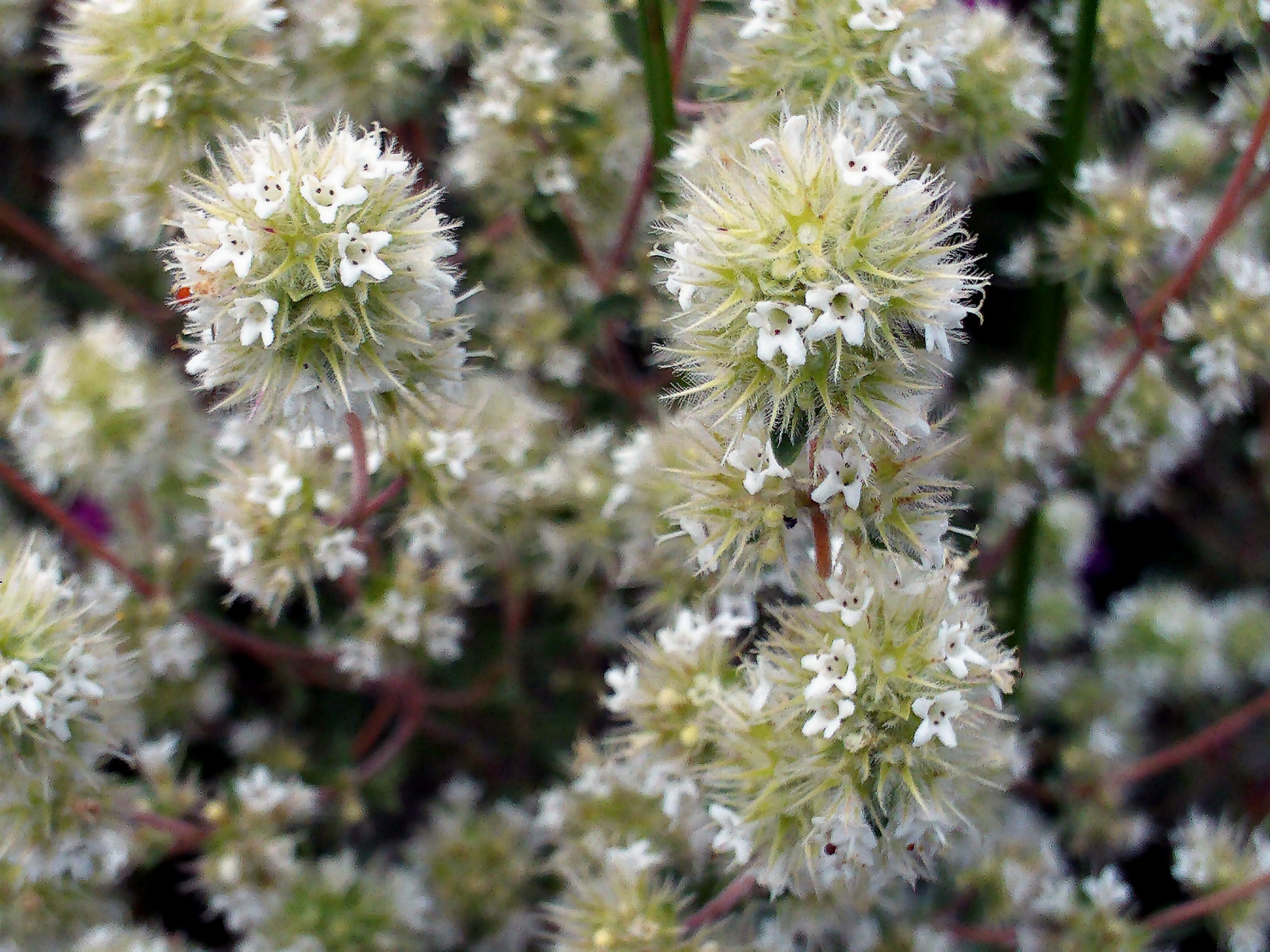 MARJOLAINE A COQUILLES<br><i><b>Origanum majorana</i></b>
