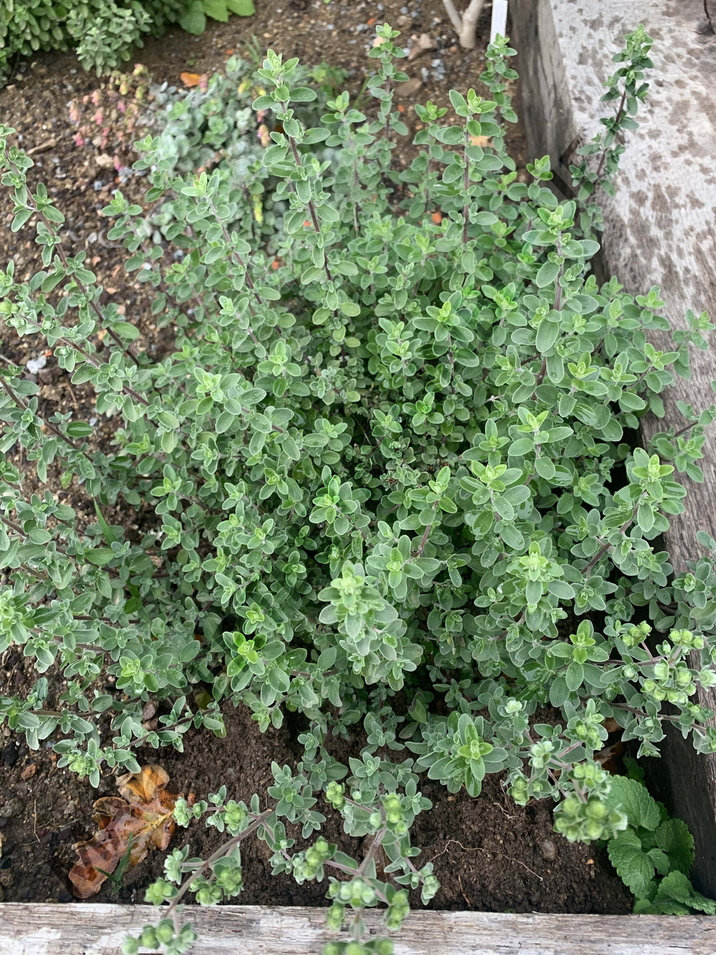 MARJOLAINE DE CHYPRE<br><i><b>Origanum majorana var. tenuifolium</i></b>