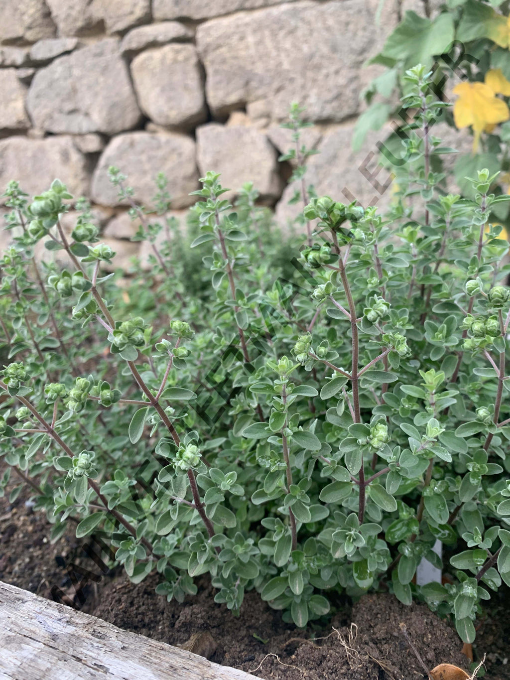 MARJOLAINE DE CHYPRE<br><i><b>Origanum majorana var. tenuifolium</i></b>