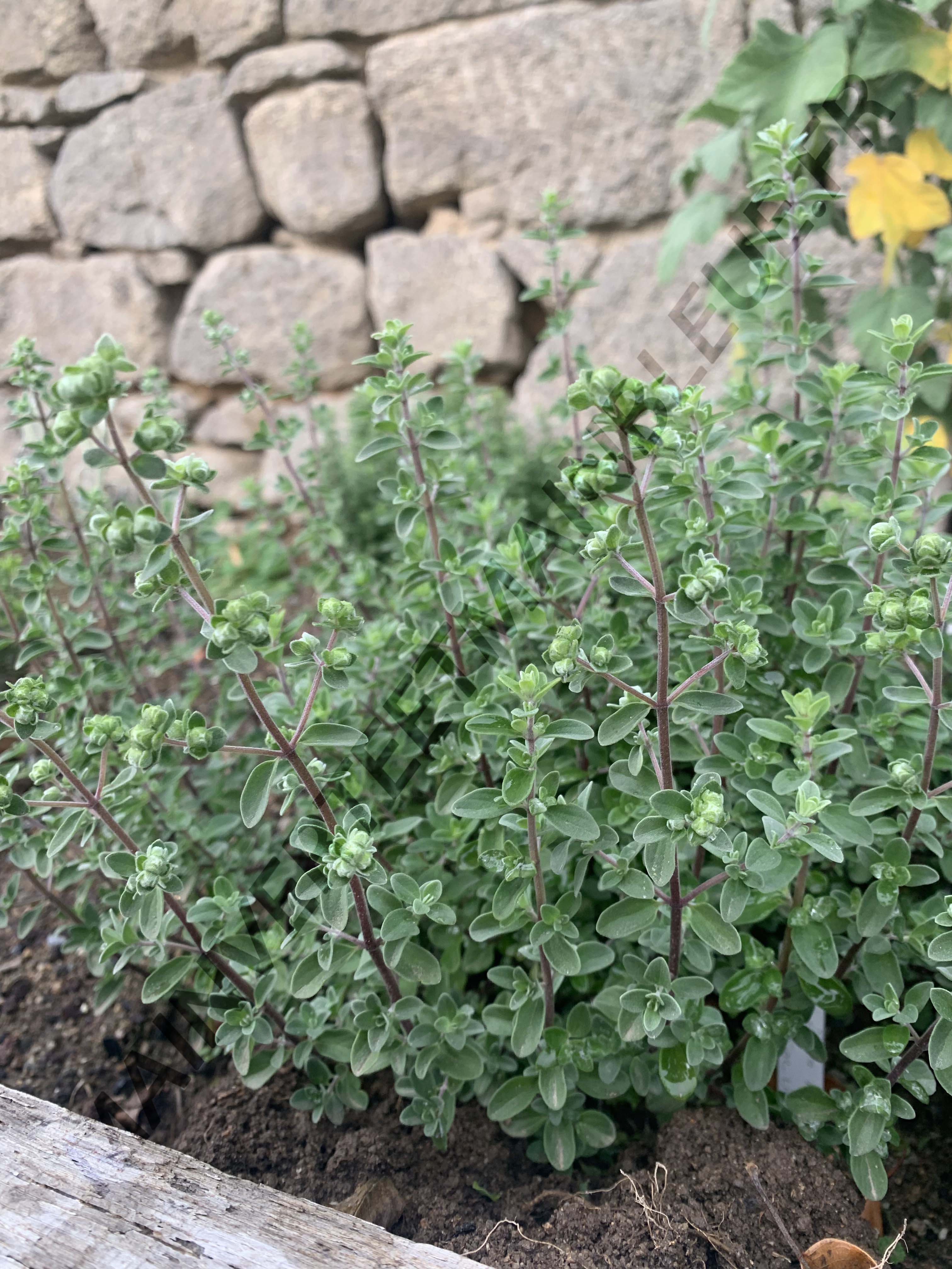 MARJOLAINE DE CHYPRE<br><i><b>Origanum majorana var. tenuifolium</i></b>