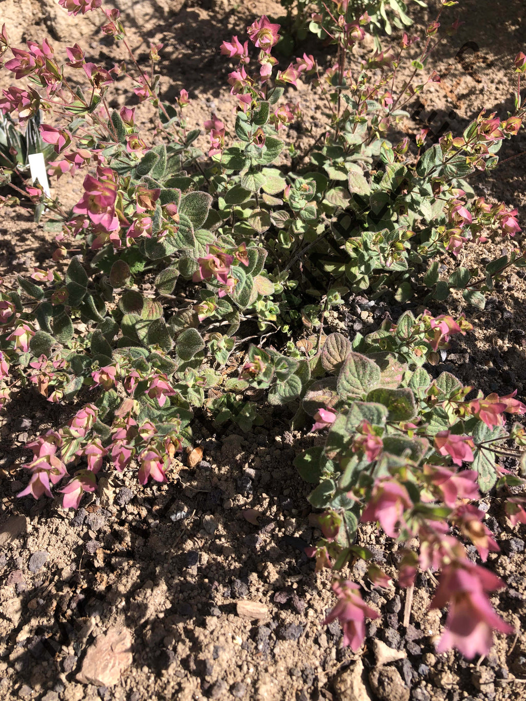 ORIGAN CALCARATUM<br><i><b>Origanum calcaratum</i></b>