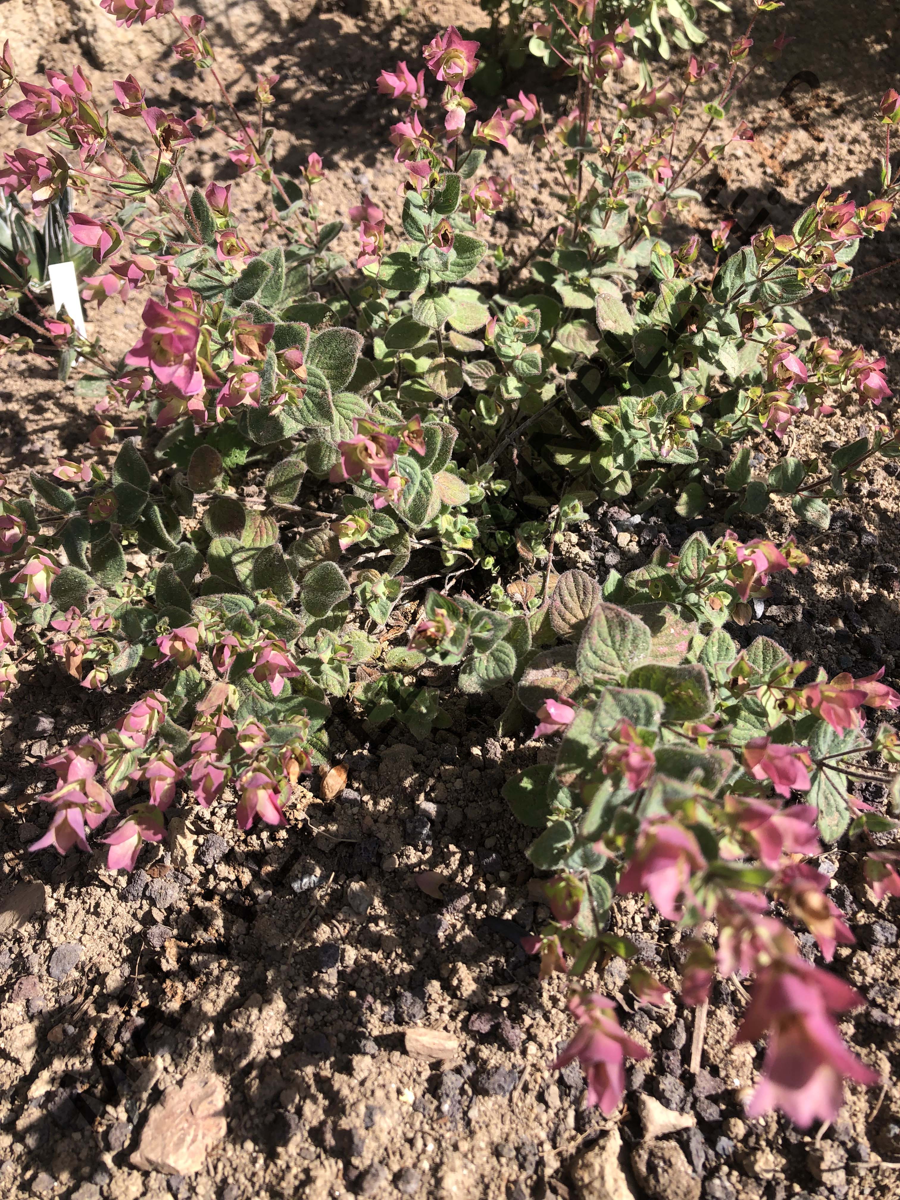 ORIGAN CALCARATUM<br><i><b>Origanum calcaratum</i></b>
