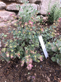 ORIGAN CALCARATUM<br><i><b>Origanum calcaratum</i></b>