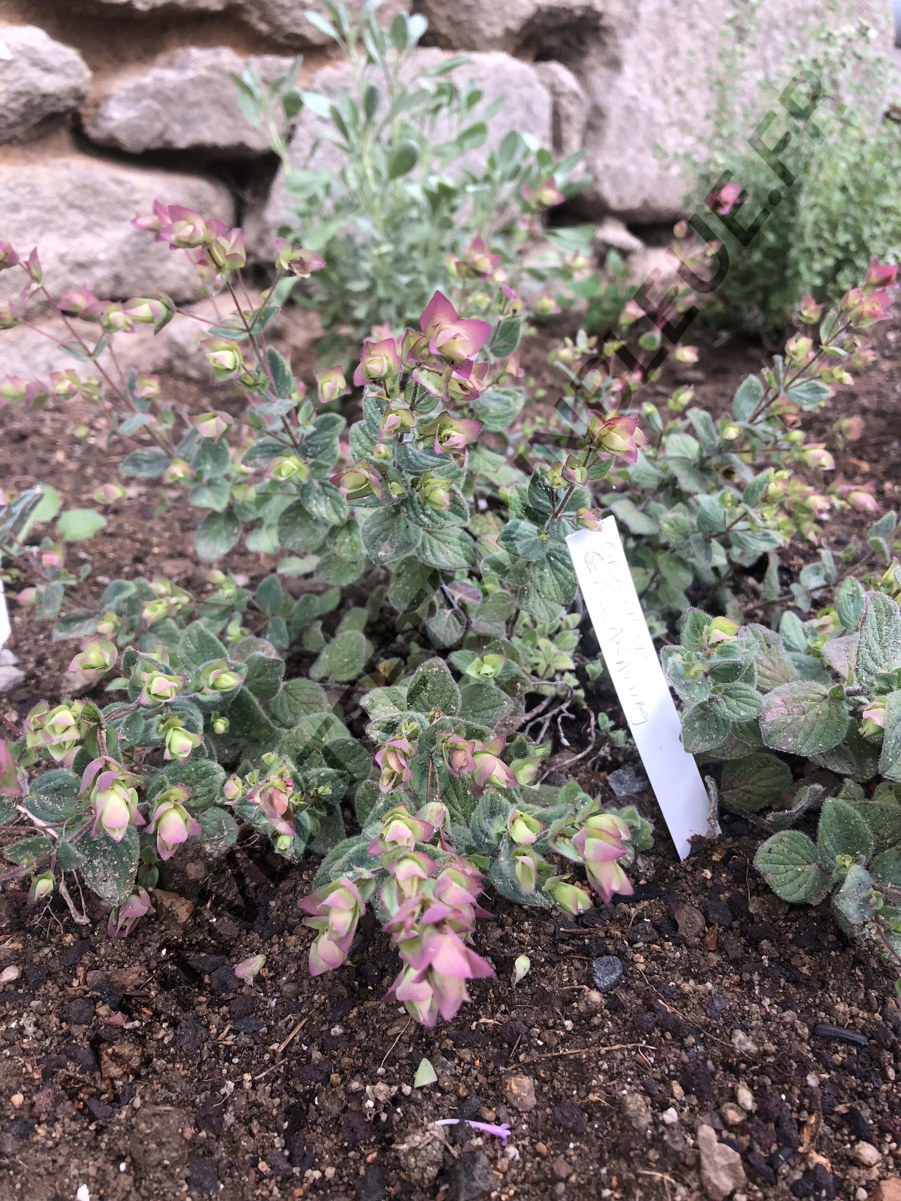 ORIGAN CALCARATUM<br><i><b>Origanum calcaratum</i></b>