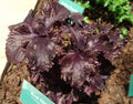 SHISO ROUGE<br><i><b>Perilla frutescens var. crispa 'Red Shiso'</i></b>