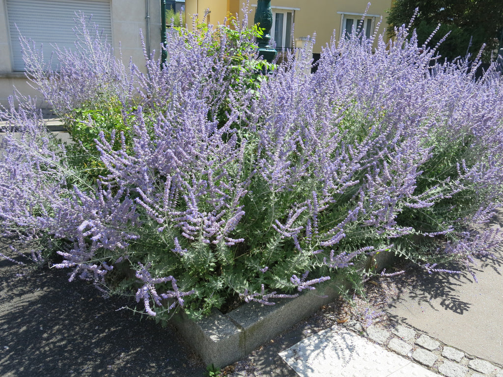 SAUGE D'AFGHANISTAN 'Taiga'<br><i><b>PEROVSKIA atriplicifolia 'Taiga'</i></b>