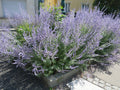 SAUGE D'AFGHANISTAN 'Taiga'<br><i><b>PEROVSKIA atriplicifolia 'Taiga'</i></b>
