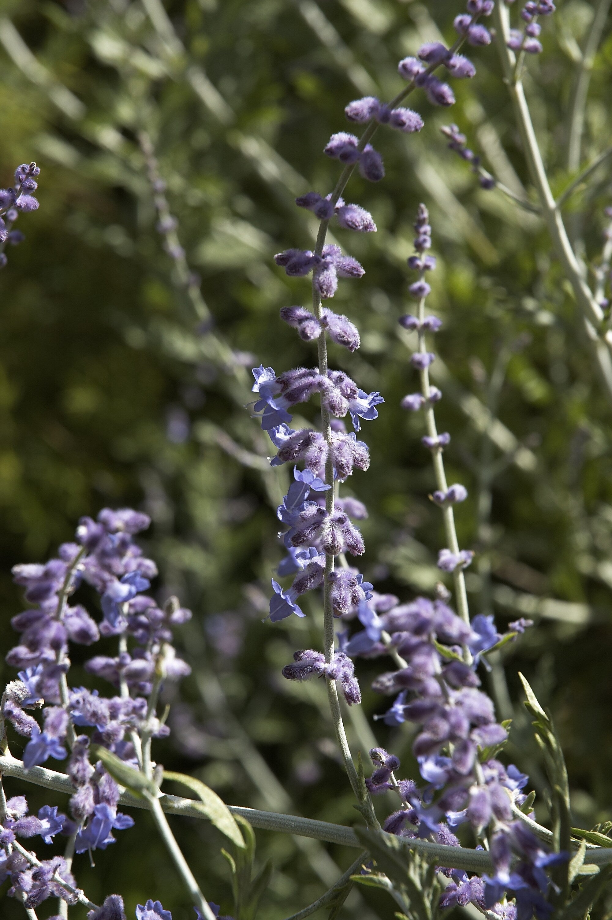 SAUGE D'AFGHANISTAN 'Taiga'<br><i><b>PEROVSKIA atriplicifolia 'Taiga'</i></b>