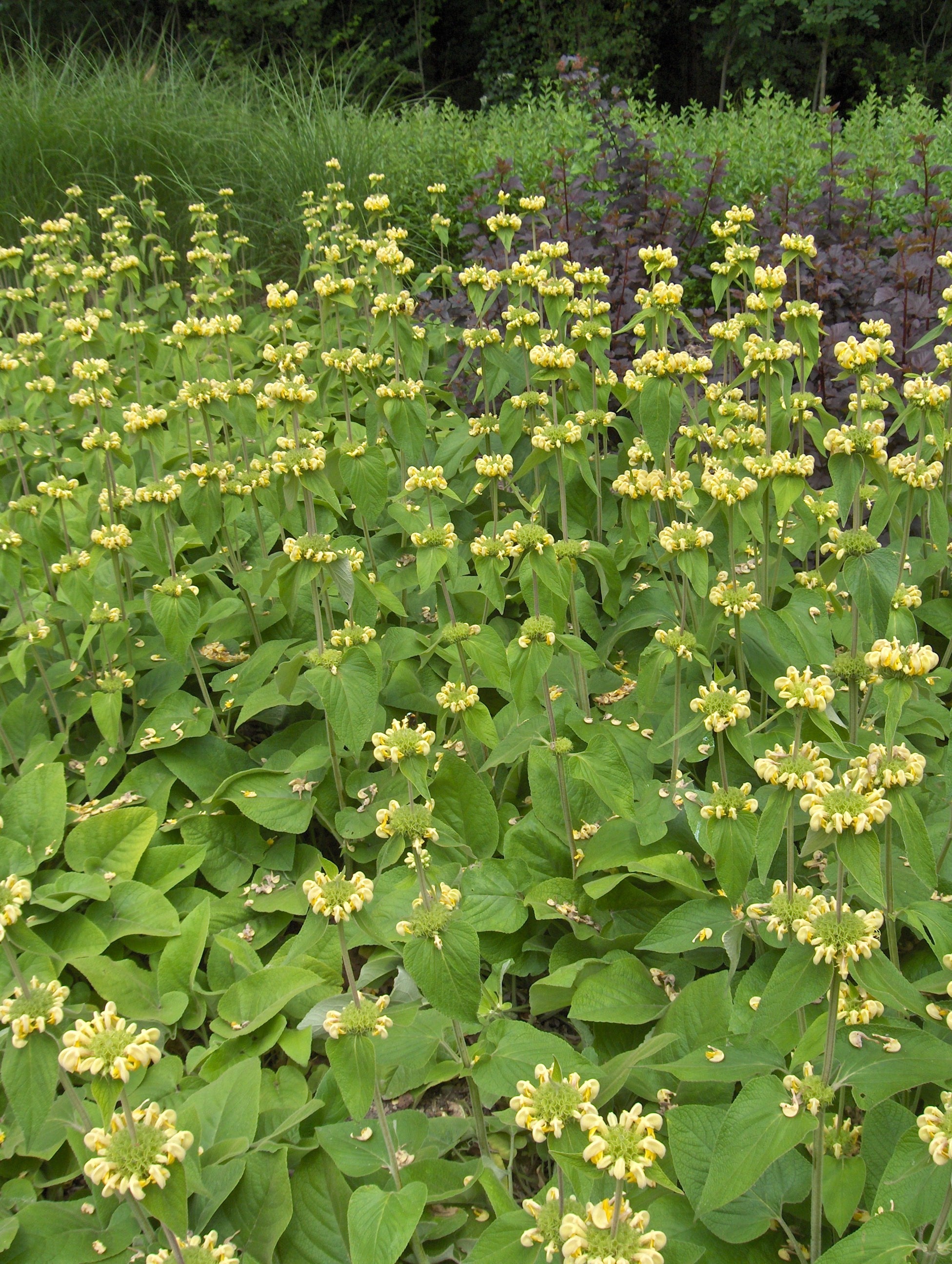 SAUGE DE JERUSALEM JAUNE<br><i><b>Phlomis russeliana</i></b>