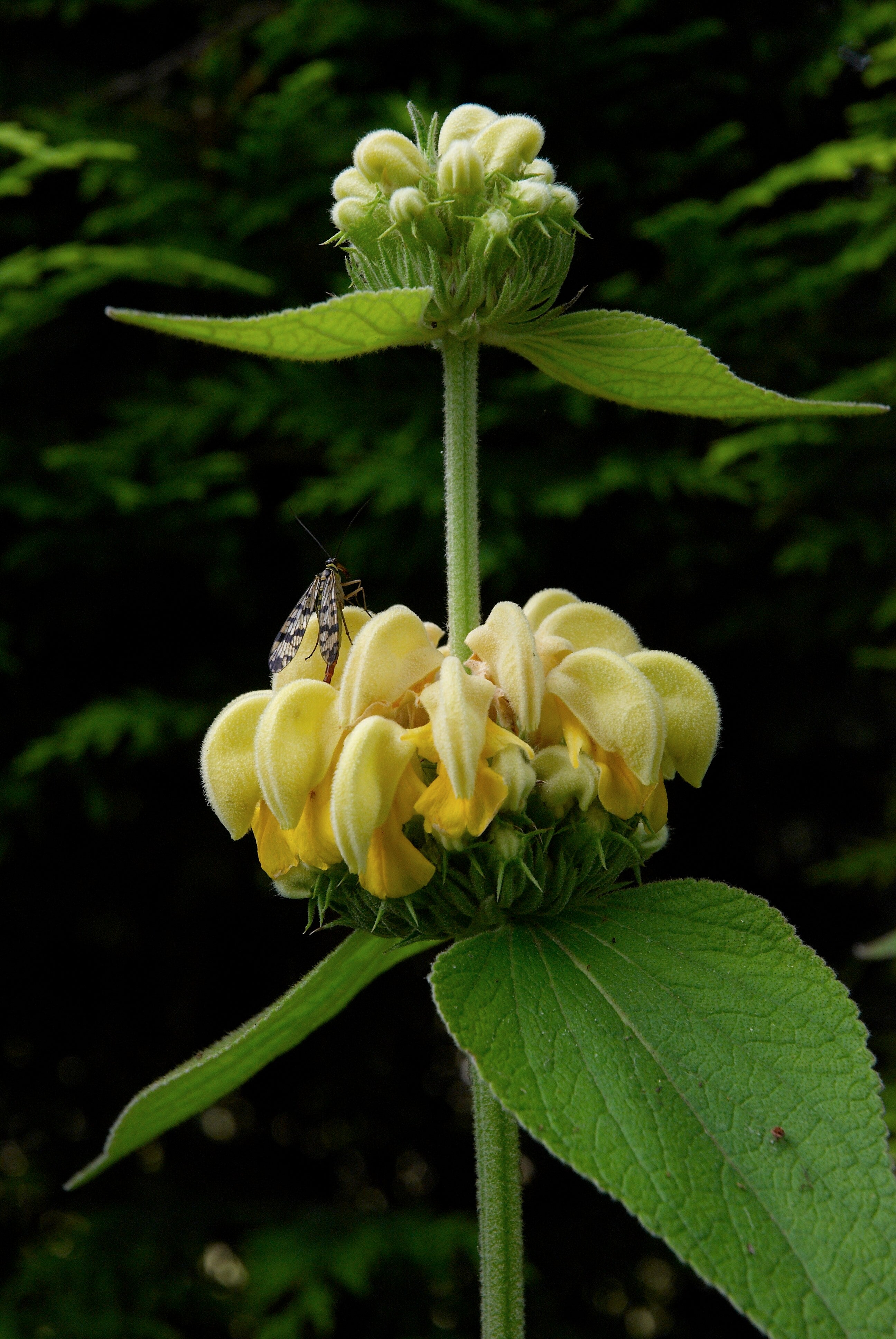 SAUGE DE JERUSALEM JAUNE<br><i><b>Phlomis russeliana</i></b>