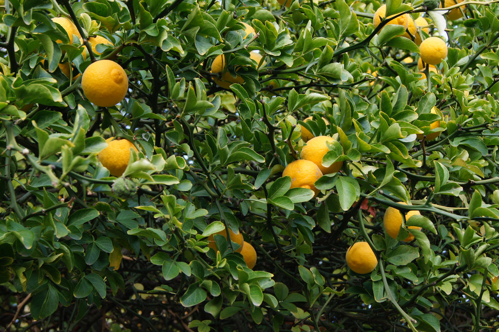 ORANGER TRIFOLIÉ<br><i><b>Poncirus trifoliata</i></b>