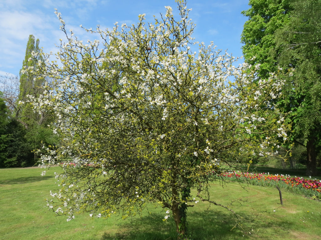ORANGER TRIFOLIÉ<br><i><b>Poncirus trifoliata</i></b>