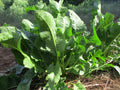 RAIFORT<br><i><b>Armoracia rusticana</i></b>