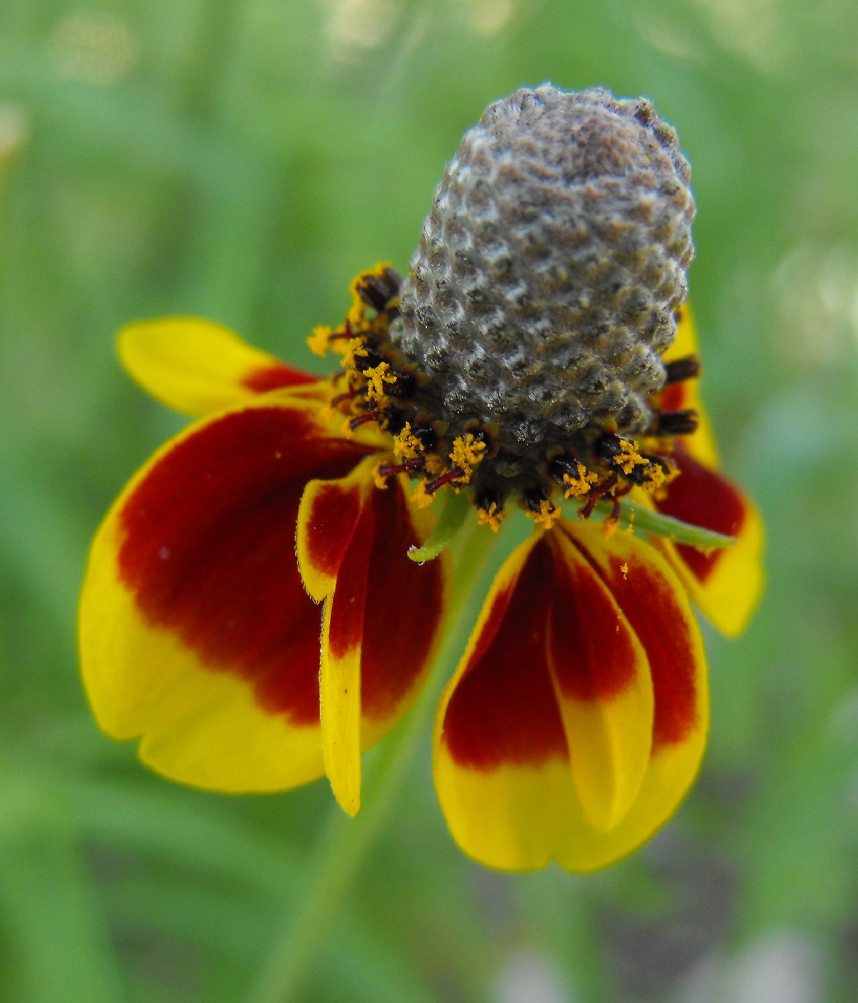 SOMBRERO MEXICAIN<br><i><b>Ratibida columnifera</i></b>