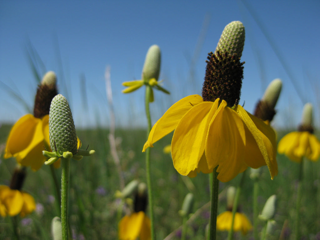 SOMBRERO MEXICAIN<br><i><b>Ratibida columnifera</i></b>